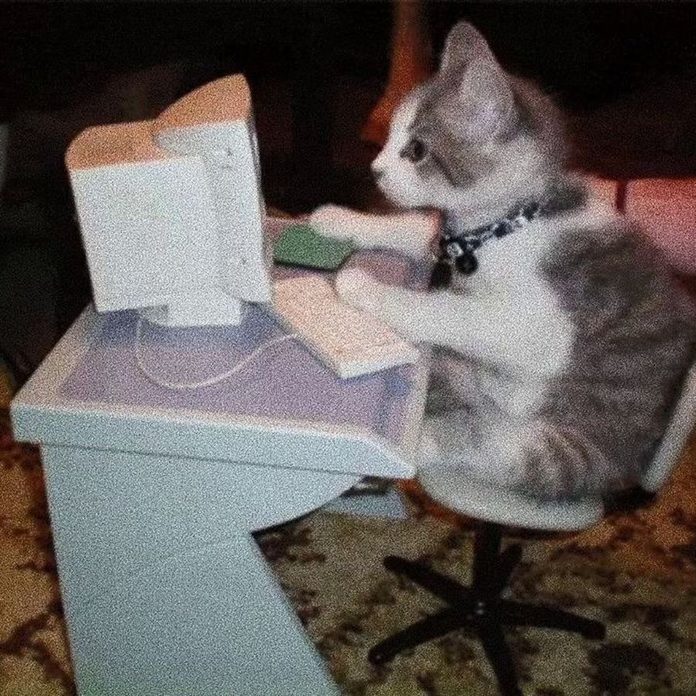 A kitten at a tiny computer, typing