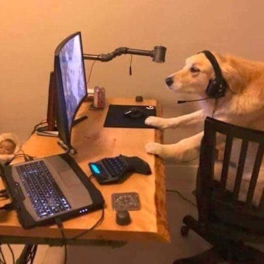A golden retriever wearing a headset at a two monitor desk