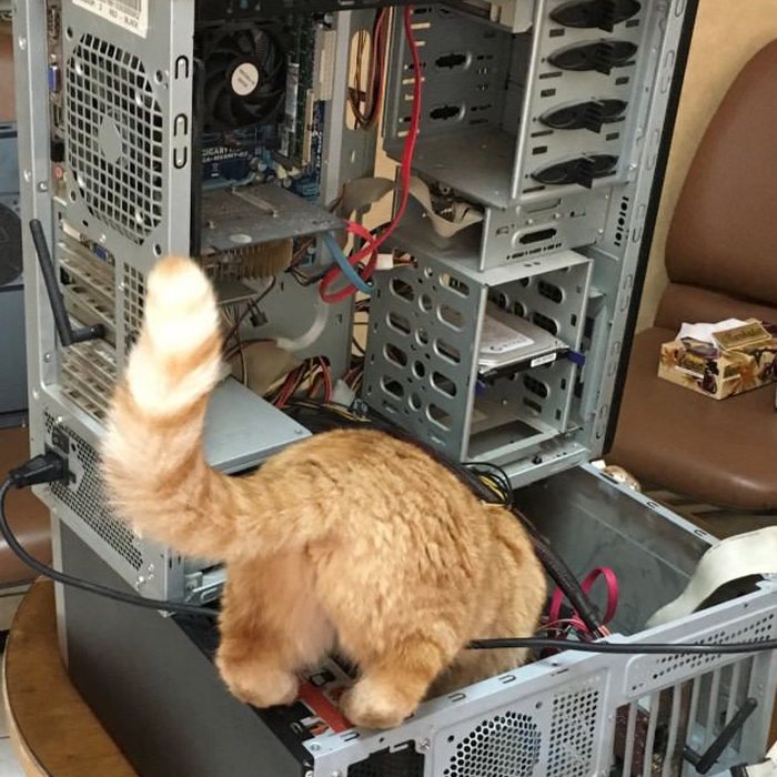 A ginger cat climbing inside an open computer case full of cables